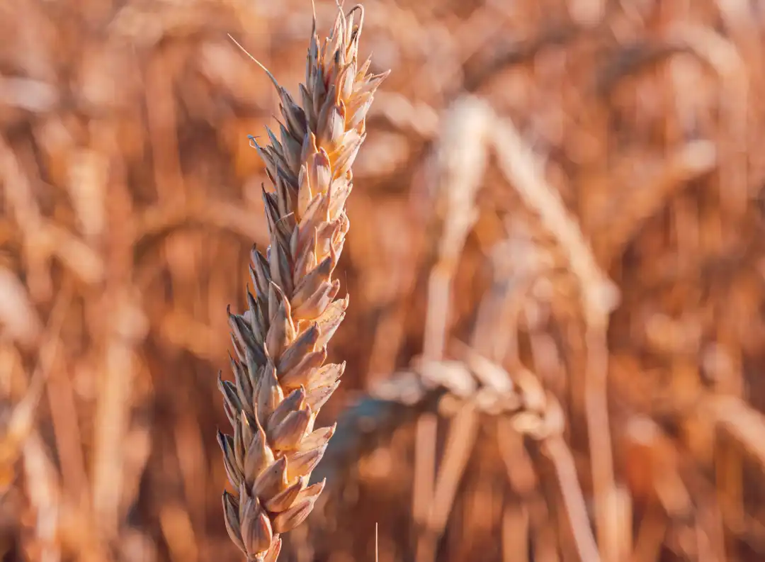 Responsible sourcing of agricultural commodities through verified supplier networks