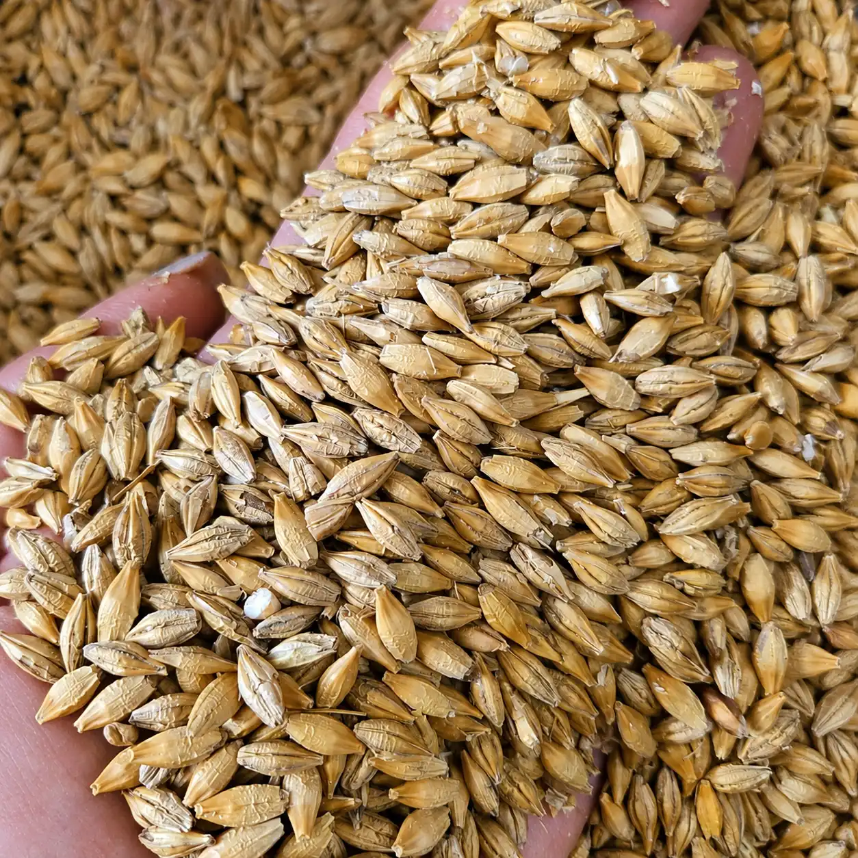 Barley grain for bulk export, feed and malting supply
