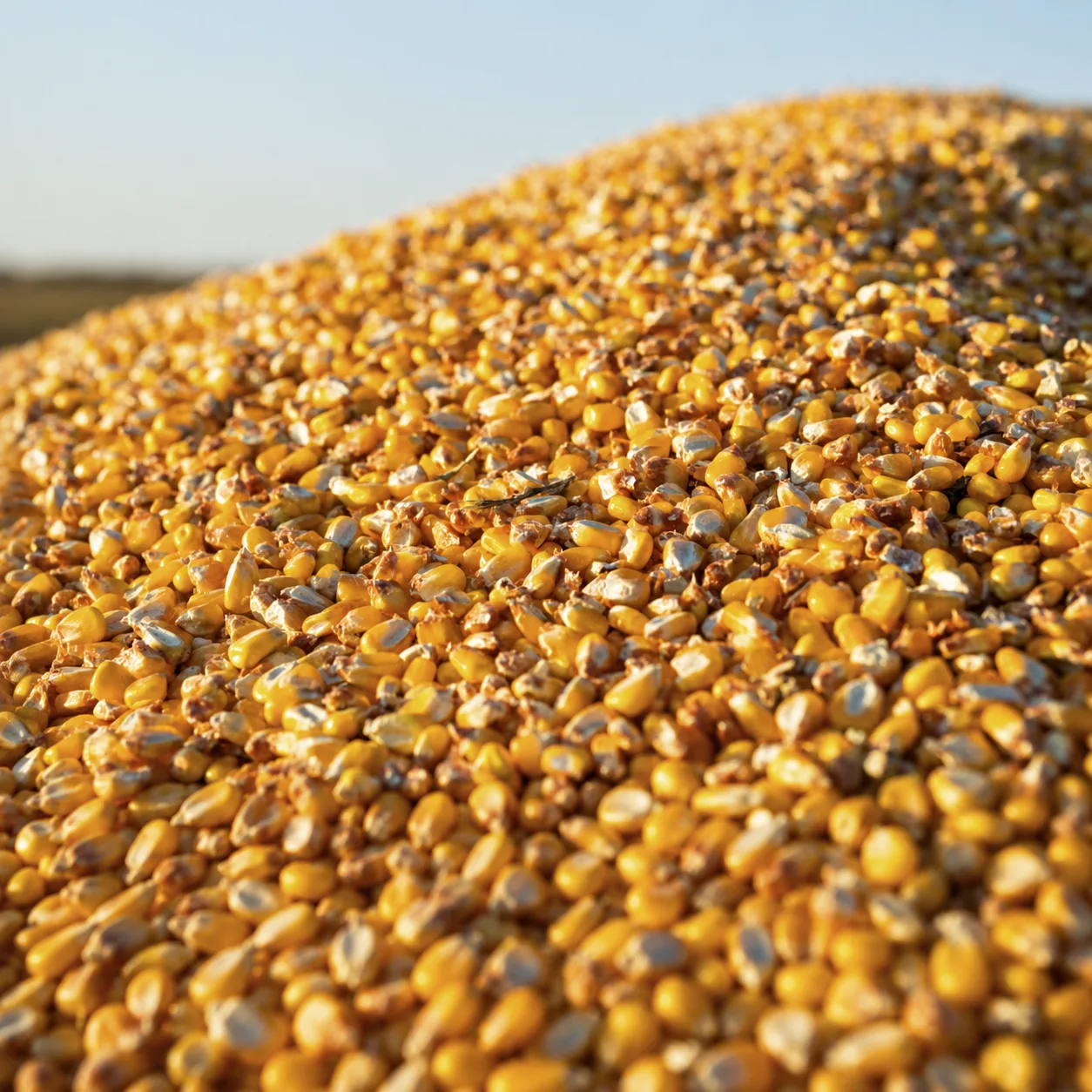 Feed-grade corn for bulk animal feed supply